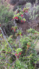 Ribes speciosum