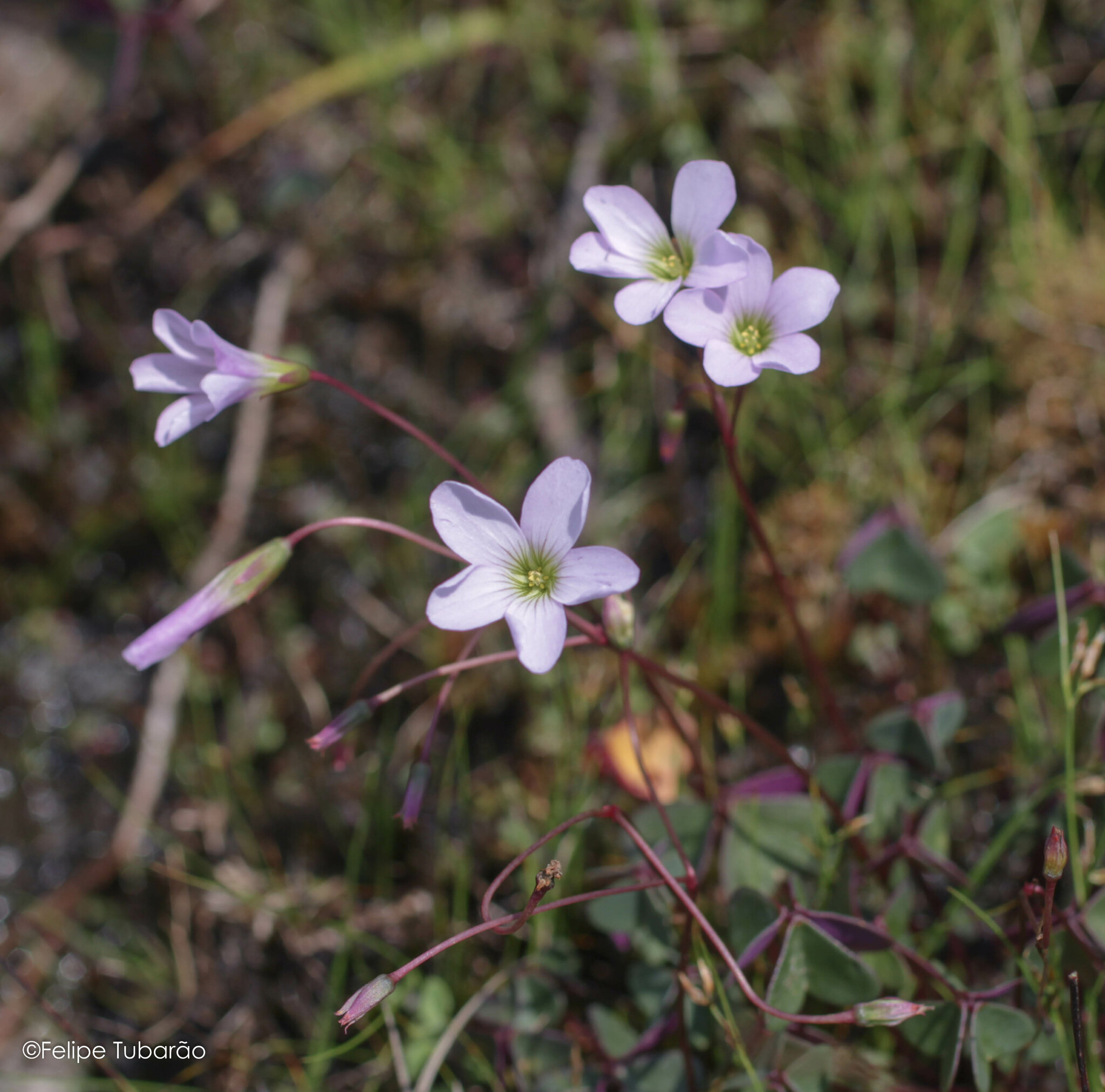 Oxalis calva Progel