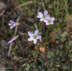 Oxalis calva