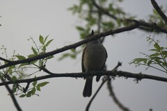 Myiarchus magnirostris