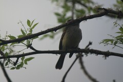 Myiarchus magnirostris