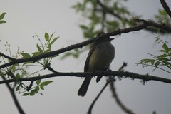 Myiarchus magnirostris