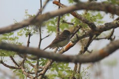 Myiarchus magnirostris