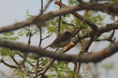 Myiarchus magnirostris