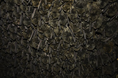 Miniopterus natalensis