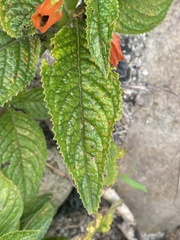 Chrysothemis pulchella