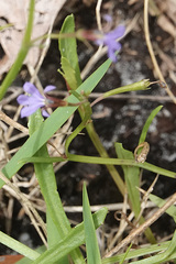 Lobelia anceps