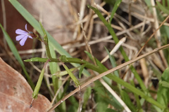 Lobelia anceps