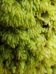 Catharomnion ciliatum