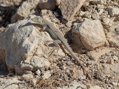 Acanthodactylus schreiberi