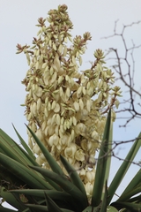Yucca treculiana