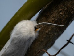 Spilosoma congrua