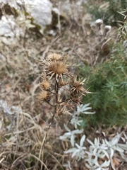Carlina corymbosa