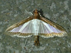 Diaphania hyalinata