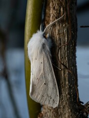 Spilosoma congrua