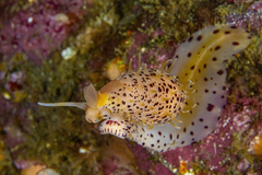 Simnia barbarensis