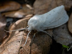 Spilosoma congrua
