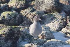 Leucophaeus fuliginosus