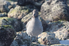 Leucophaeus fuliginosus