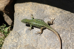 Liolaemus chiliensis