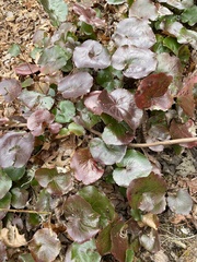 Galax urceolata
