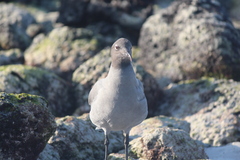 Leucophaeus fuliginosus