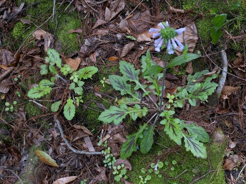 Salvia lyrata