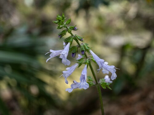 Salvia lyrata