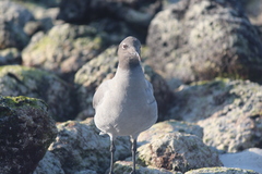 Leucophaeus fuliginosus