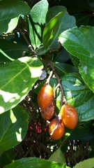 Corynocarpus laevigatus