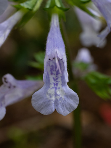 Salvia lyrata