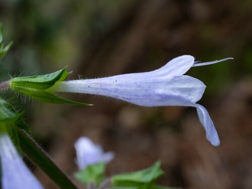 Salvia lyrata