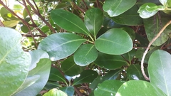 Corynocarpus laevigatus