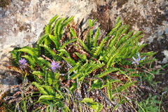 Polystichum imbricans imbricans