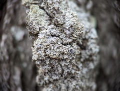 Physcia millegrana
