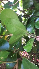 Corynocarpus laevigatus