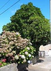 Corynocarpus laevigatus