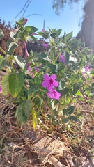 Mirabilis jalapa