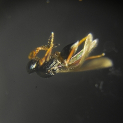 Platygastridae