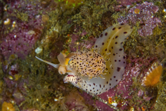 Simnia barbarensis