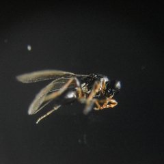 Platygastridae