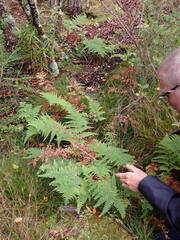 Hypolepis amaurorachis