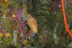 Simnia barbarensis