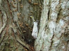 Pyrops watanabei