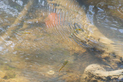 Pseudomugil signifer