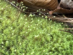 Bartramia pomiformis