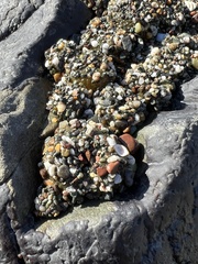 Anthopleura elegantissima