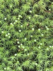 Bartramia pomiformis