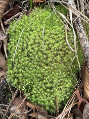 Bartramia pomiformis