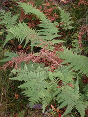 Hypolepis amaurorachis